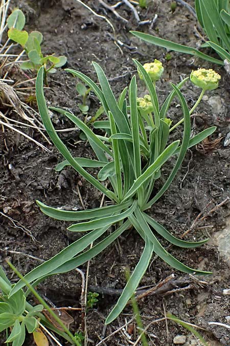 Bupleurum stellatum \ Stern-Hasenohr / Starry Hare's Ear, I Passo di Gavia 6.7.2026