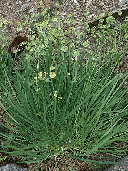 Bupleurum stellatum \ Stern-Hasenohr / Starry Hare's Ear, I Bormio Botan. Gar. Rezia 8.7.2026