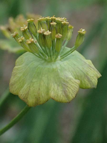 Bupleurum stellatum \ Stern-Hasenohr / Starry Hare's Ear, I Bormio Botan. Gar. Rezia 8.7.2026