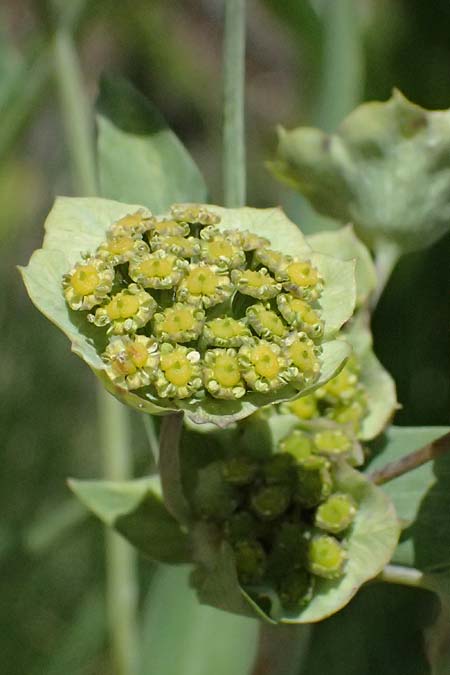Bupleurum stellatum \ Stern-Hasenohr / Starry Hare's Ear, I Passo del Tonale 11.7.2026