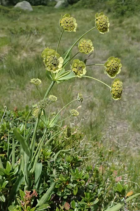 Bupleurum stellatum \ Stern-Hasenohr / Starry Hare's Ear, I Passo del Tonale 11.7.2026