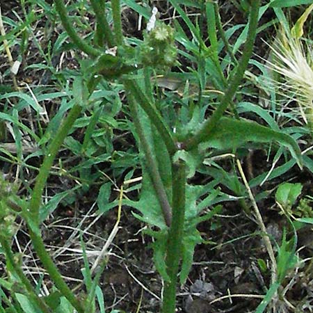 Crepis dioscoridis \ Dioscurides' Pippau / Dioscurides' Hawk's-Beard, I Passignano 3.6.2007