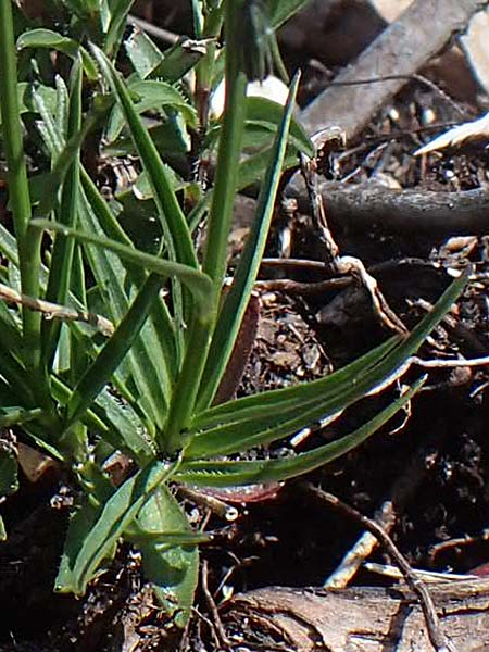 Campanula scheuchzeri \ Scheuchzers Glockenblume / Scheuchzer's Bellflower, I Prags,  Weißlahnsattel 6.7.2022