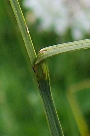 Carex aterrima \ Ru�geschw�rzte Segge / Tall Black Sedge, I S&uuml;dtirol,  Gsieser Tal 7.7.2022