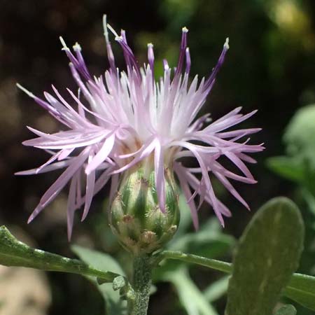 Centaurea leucophaea \ Blassbraune Flockenblume / Whitish-Leaved Knapweed, I Liguria, Cinque Terre 28.9.2023