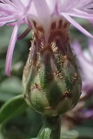 Centaurea leucophaea \ Blassbraune Flockenblume / Whitish-Leaved Knapweed, I Liguria, Cinque Terre 28.9.2023
