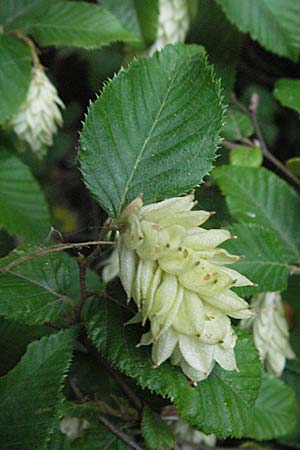 Ostrya carpinifolia \ Hopfen-Buche / Hop Hornbeam, I Ancona 28.5.2007