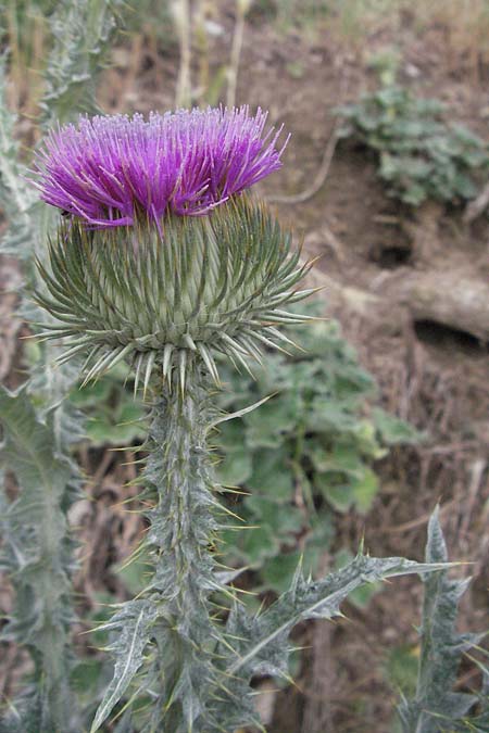 Carduus litigiosus \ Streit-Distel, I Passignano 1.6.2007