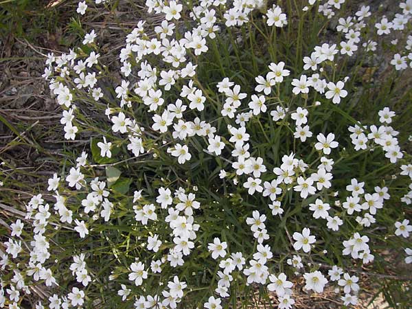 Cerastium arvense \ Acker-Hornkraut / Field Mouse-Ear, I Genua 22.5.2010