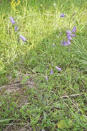 Campanula sibirica \ Sibirische Glockenblume / Siberian Bellflower, I Isola dei Morti 26.6.2010
