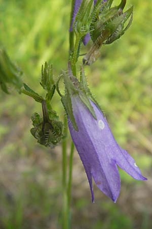 Campanula sibirica \ Sibirische Glockenblume / Siberian Bellflower, I Isola dei Morti 26.6.2010