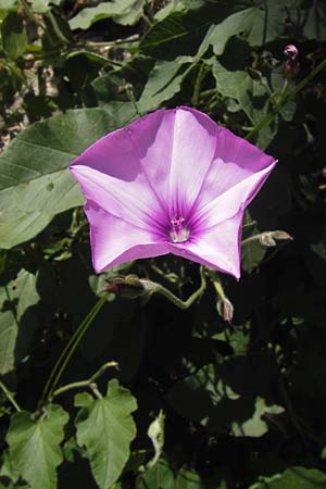 Convolvulus althaeoides \ Malvenbl�ttrige Winde / Mallow Bindweed, I Finale Ligure 22.5.2013