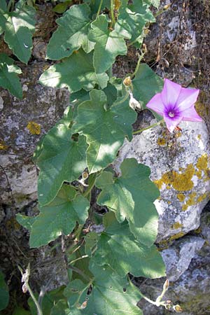 Convolvulus althaeoides \ Malvenbl�ttrige Winde / Mallow Bindweed, I Finale Ligure 22.5.2013