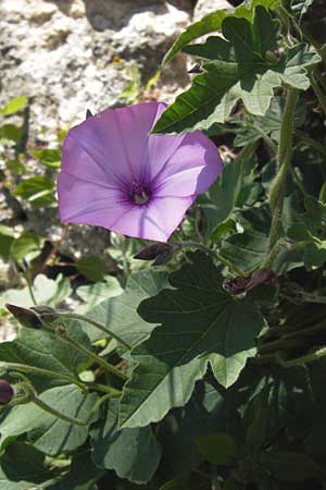 Convolvulus althaeoides \ Malvenbl�ttrige Winde / Mallow Bindweed, I Finale Ligure 22.5.2013