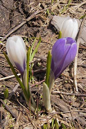 Crocus albiflorus \ Alpen-Krokus / Spring Crocus, I Liguria, Imperia, Monte Saccarello 29.5.2013