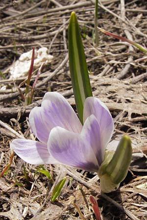 Crocus albiflorus \ Alpen-Krokus / Spring Crocus, I Liguria, Imperia, Monte Saccarello 29.5.2013