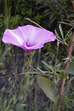Convolvulus althaeoides \ Malvenbl�ttrige Winde / Mallow Bindweed, I Liguria, Pietrabruna 30.5.2013