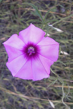Convolvulus althaeoides \ Malvenbl�ttrige Winde / Mallow Bindweed, I Liguria, Pietrabruna 30.5.2013