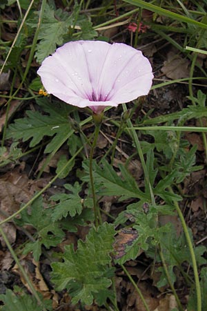 Convolvulus althaeoides \ Malvenbl�ttrige Winde / Mallow Bindweed, I Liguria, Dolcedo 30.5.2013