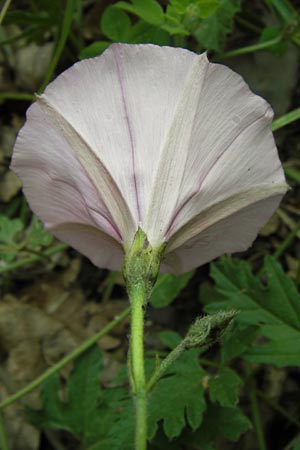 Convolvulus althaeoides \ Malvenbl�ttrige Winde / Mallow Bindweed, I Liguria, Dolcedo 30.5.2013