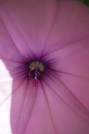 Convolvulus althaeoides \ Malvenbl�ttrige Winde / Mallow Bindweed, I Finale Ligure 31.5.2013