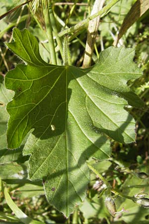 Convolvulus althaeoides \ Malvenbl�ttrige Winde / Mallow Bindweed, I Finale Ligure 31.5.2013