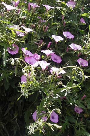Convolvulus althaeoides \ Malvenbl�ttrige Winde / Mallow Bindweed, I Finale Ligure 31.5.2013