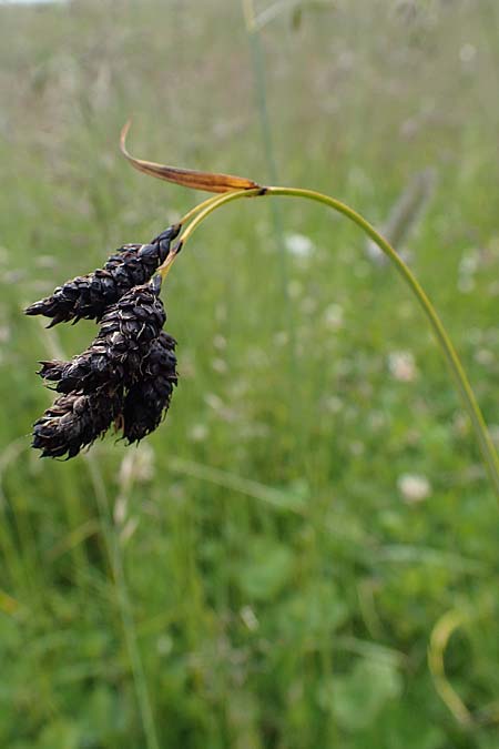 Carex aterrima \ Rugeschwrzte Segge / Tall Black Sedge, I Südtirol,  Gsieser Tal 7.7.2022