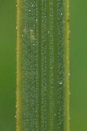 Carex aterrima \ Rugeschwrzte Segge / Tall Black Sedge, I Südtirol,  Gsieser Tal 7.7.2022