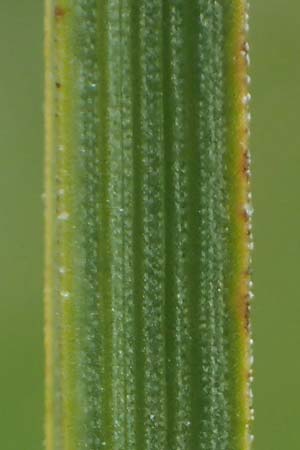 Carex aterrima \ Rugeschwrzte Segge / Tall Black Sedge, I Südtirol,  Gsieser Tal 7.7.2022