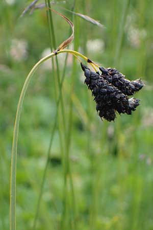 Carex aterrima \ Rugeschwrzte Segge / Tall Black Sedge, I Südtirol,  Gsieser Tal 7.7.2022
