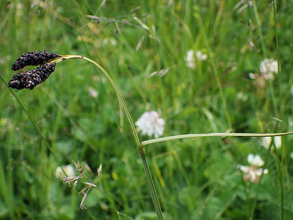 Carex aterrima \ Rugeschwrzte Segge / Tall Black Sedge, I Südtirol,  Gsieser Tal 7.7.2022