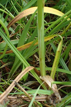 Carex aterrima \ Rugeschwrzte Segge / Tall Black Sedge, I Südtirol,  Gsieser Tal 7.7.2022
