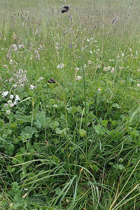 Carex aterrima \ Rugeschwrzte Segge / Tall Black Sedge, I Südtirol,  Gsieser Tal 7.7.2022