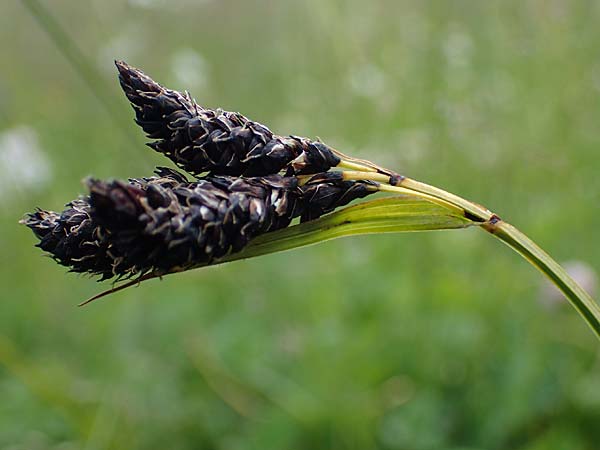Carex aterrima \ Rugeschwrzte Segge / Tall Black Sedge, I Südtirol,  Gsieser Tal 7.7.2022