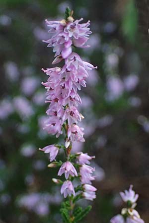 Calluna vulgaris \ Heidekraut, Besen-Heide / Heather, I Liguria, Moneglia 26.9.2023