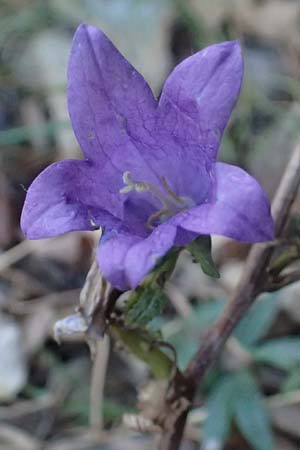 Campanula trachelium \ Nesselblttrige Glockenblume / Nettle-Leaved Bellflower, I Liguria, Cinque Terre 28.9.2023