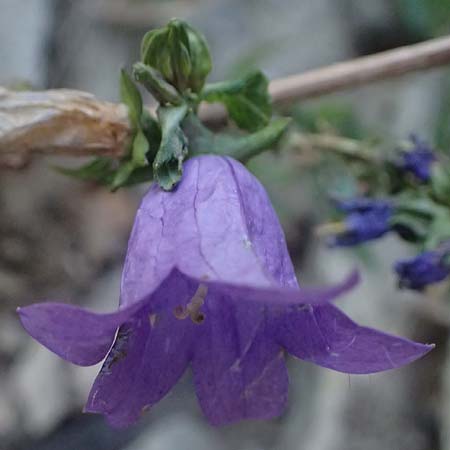 Campanula trachelium \ Nesselblttrige Glockenblume / Nettle-Leaved Bellflower, I Liguria, Cinque Terre 28.9.2023