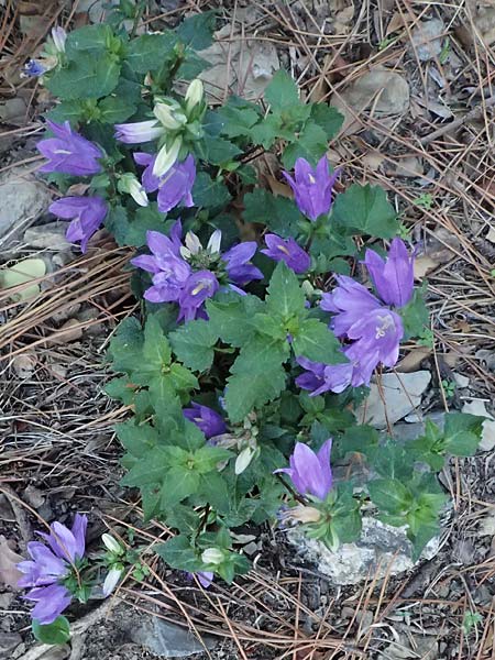 Campanula trachelium \ Nesselblttrige Glockenblume / Nettle-Leaved Bellflower, I Liguria, Cinque Terre 28.9.2023
