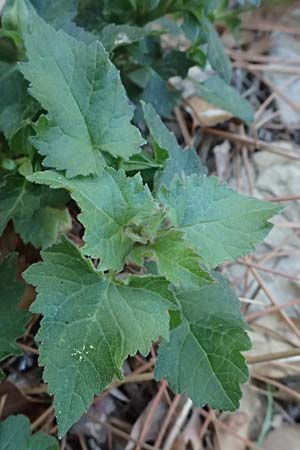 Campanula trachelium \ Nesselblttrige Glockenblume / Nettle-Leaved Bellflower, I Liguria, Cinque Terre 28.9.2023