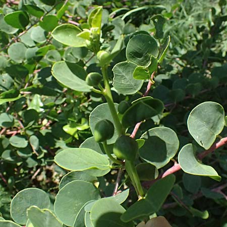 Capparis spinosa subsp. rupestris ? \ &Ouml;stlicher Kapernstrauch / Spineless Caper, I Liguria, Sestri Levante 3.10.2023
