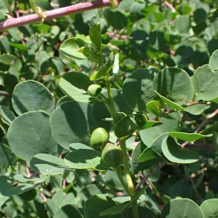 Capparis spinosa subsp. rupestris ? \ &Ouml;stlicher Kapernstrauch / Spineless Caper, I Liguria, Sestri Levante 3.10.2023