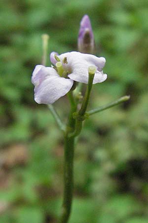 Cardamine bulbifera \ Knllchen-Zahnwurz, Zwiebel-Zahnwurz / Coral-Root Bitter-Cress, I Norcia 7.6.2007