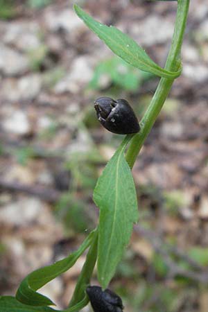Cardamine bulbifera \ Knllchen-Zahnwurz, Zwiebel-Zahnwurz / Coral-Root Bitter-Cress, I Norcia 7.6.2007