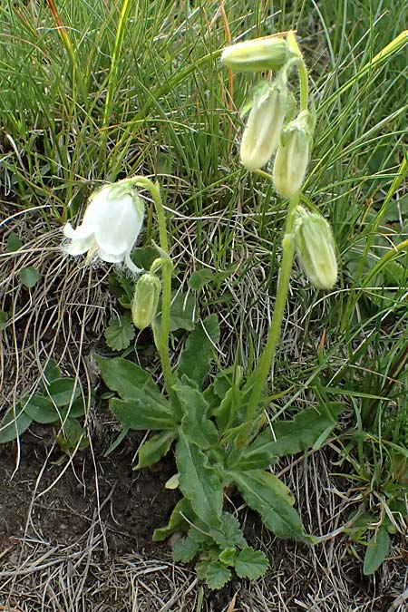 Campanula barbata \ B�rtige Glockenblume, Bart-Glockenblume / Bearded Bellflower, I Passo di Gavia 6.7.2026