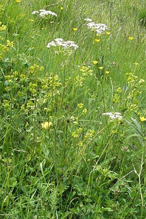Carum carvi \ Echter Kmmel, Wiesen-Kmmel / Caraway, I Monti Sibillini 8.6.2007