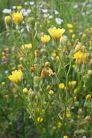 Crepis capillaris \ Kleinkpfiger Pippau, Kleinbltiger Pippau / Smooth Hawk's-Beard, I Zoppola 27.6.2010