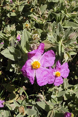 Cistus albidus \ Wei&szlig;liche Zistrose / Grey-Leaved Cistus, I Liguria, Zuccarello 19.5.2013
