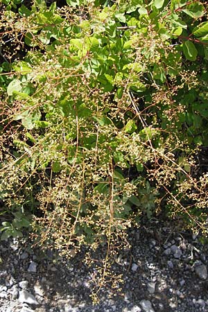 Cotinus coggygria \ Perckenstrauch / Smoke Tree, I Liguria, Castillo di Zuccarello 19.5.2013