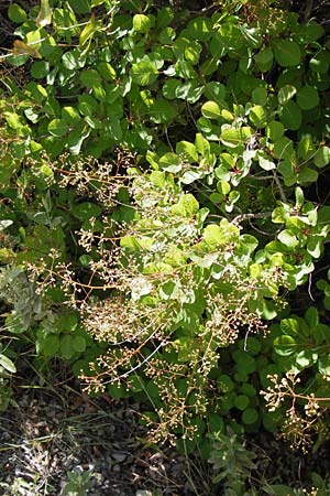 Cotinus coggygria \ Perckenstrauch / Smoke Tree, I Liguria, Castillo di Zuccarello 19.5.2013